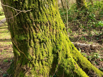 Microsoft Teams Image 13